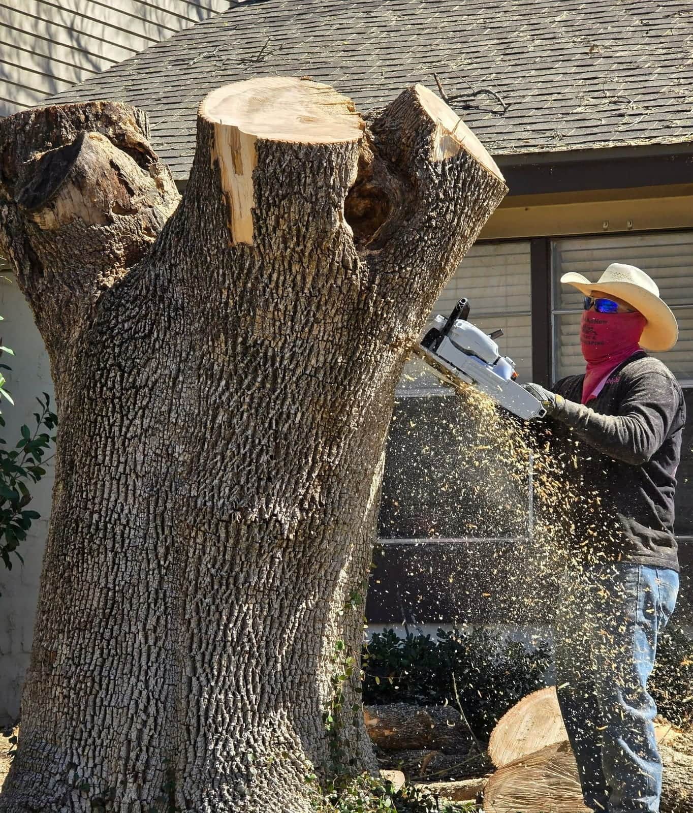 Tree removal with sawdust flying